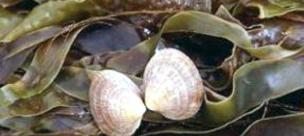 Квас из морской капусты