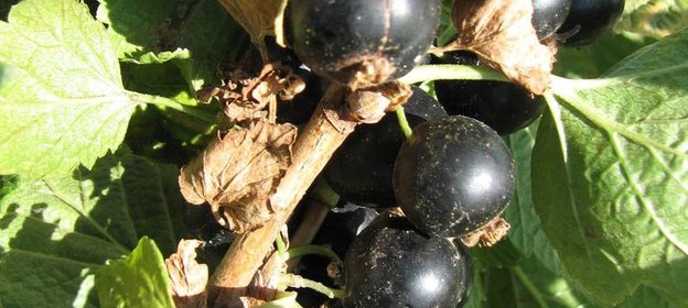 желе смородиновое