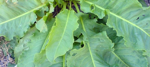 Щавель дикий, запечённый с курицей, да и бульон куриный