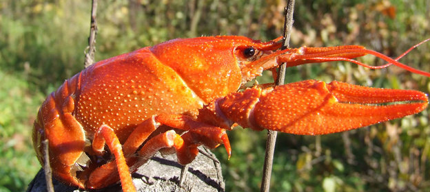 Оладьи из яблок с кореньями