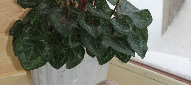 Печенье Грибная полянка