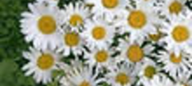 Салат из яблок и слив