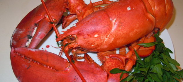 ЛОБСТЕР - морской красавчик