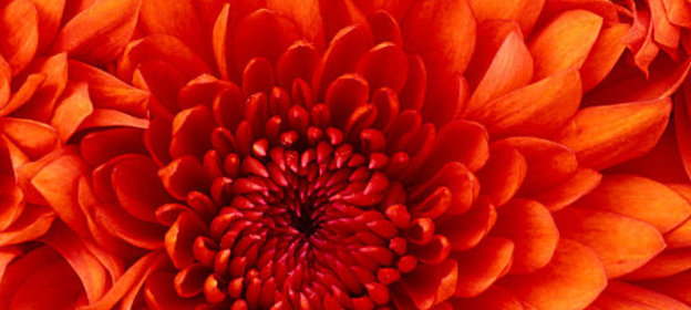 Салат из сельдерея и моркови с соусом из козьего сыра