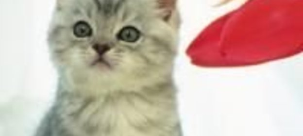 Оладьи из кольраби со сметаной