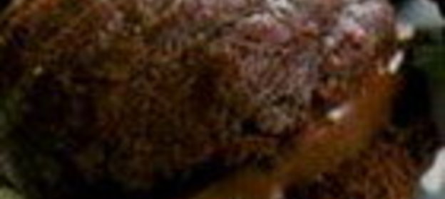 Пасхальное печенье Зайчики