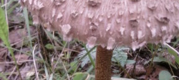 Соус терновый