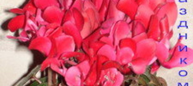 Для Вас, милые!