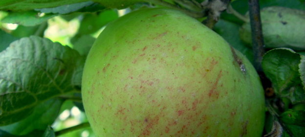 острая приправа из яблок \быстро просто\