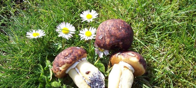 Печенье Подберёзовики