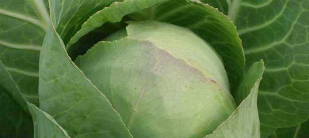 печенье для худеющих