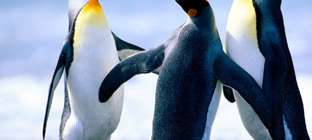 Ореховая приправа