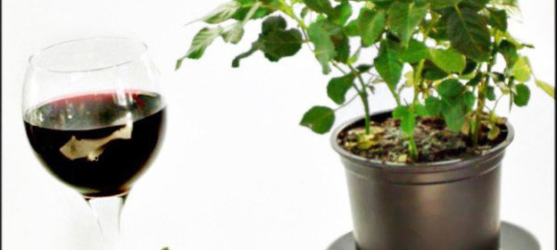 Шоколадная панна котта с грушами в красном вине Самым-самым..., рецепт с посвящением