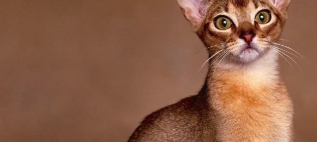 Жареные овощи по-итальянски