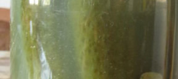 Огурцы соленые консервированные