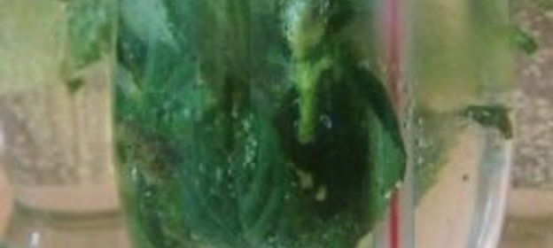 Салат из морской капусты с жареным луком по-корейски