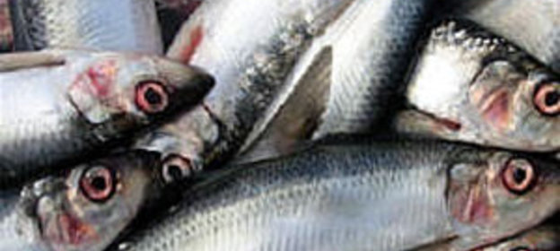 Сельдь в белом соусе-маринаде