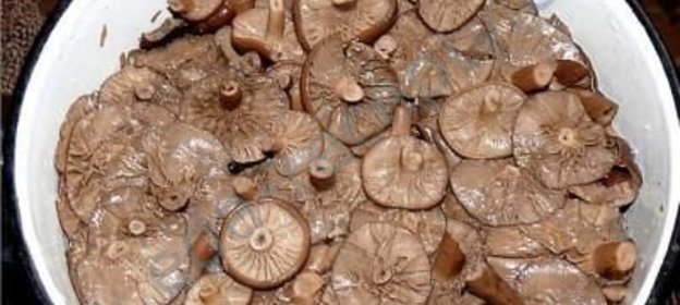 Горькушки соленые