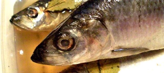 Соленая селедка