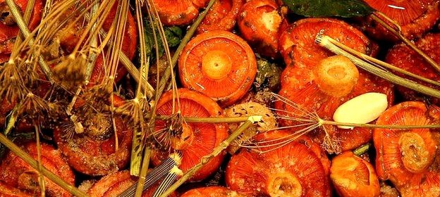 Соленые рыжики