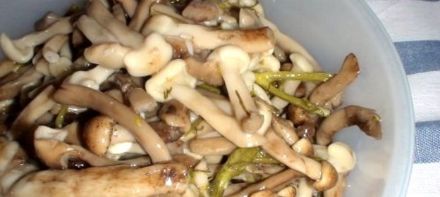 Соленые опята холодным способом