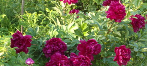 Кофе - гляссе