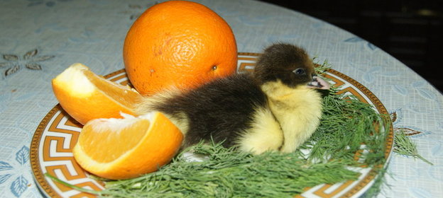 Уха из налима