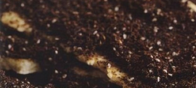 Голубцы с капустой, морковью и ячневой крупой