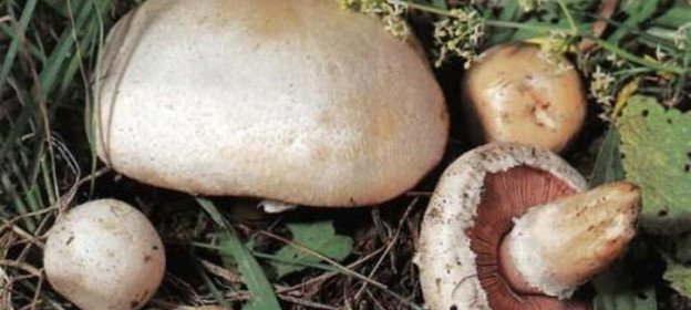 шампиньоны под маринадом