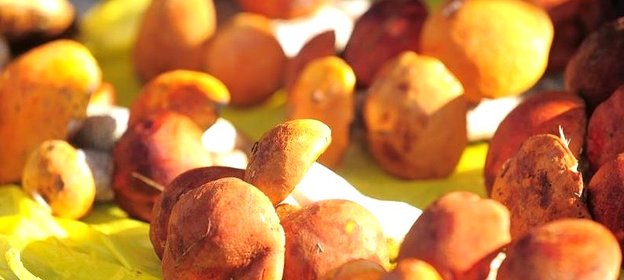 Волнушки соленые