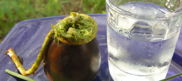 папортник соленый