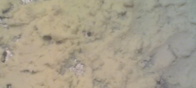 Седло барашка в маринаде