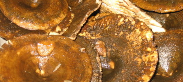 Соленые грузди