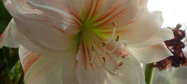 соленая рыбка