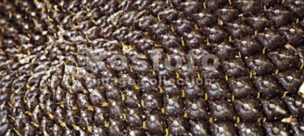 Семечки жареные НЕ ОТ МАРТИНА