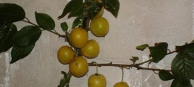 Соус Ткемали