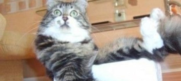 Масло, взбитое с мясом морского гребешка.