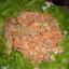 Вкусный и быстрый салатик