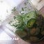 Огурчики в медово-укропном маринаде