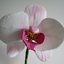 Цветочная паста для сахарных цветов + Орхидея из цветочной пасты