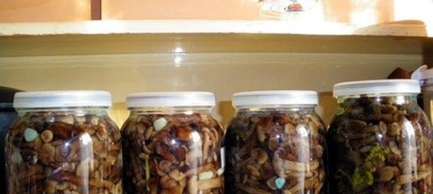 Соленые опята на зиму