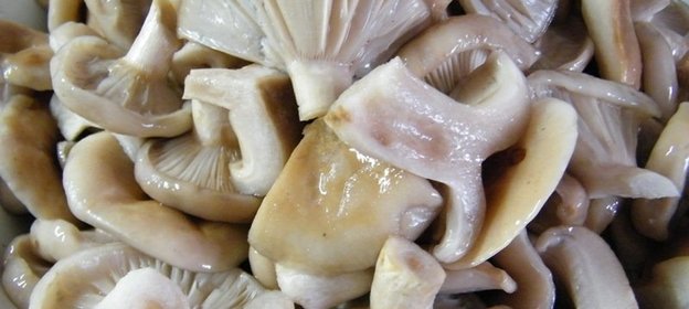 Соленые грузди на скорую руку