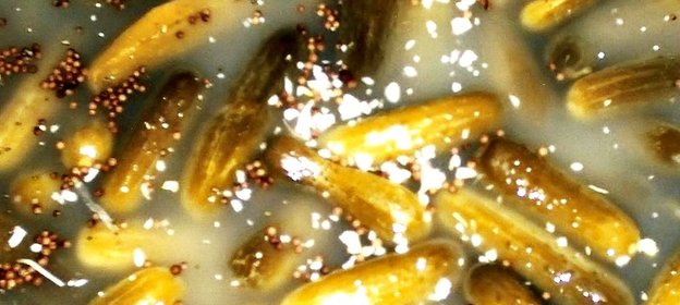 Соленые огурцы из бочки