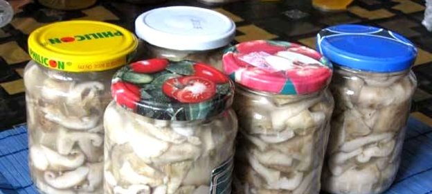 Соленые грузди в банках на зиму