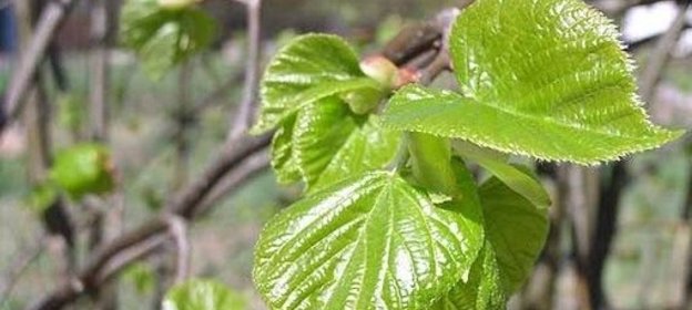 Мускул морского гребешка заливной