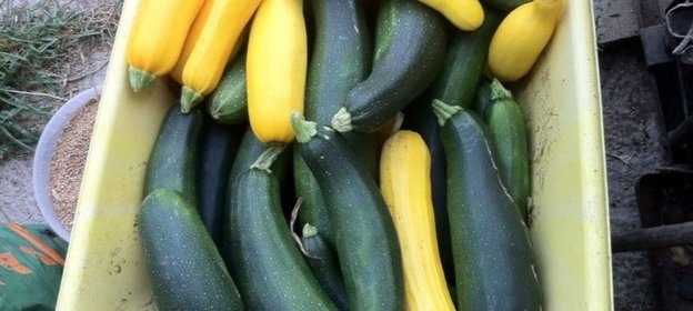 Икра заморская кабачковая