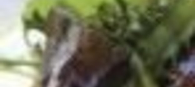 Расстегаи московские с грибами и рисом к бульону