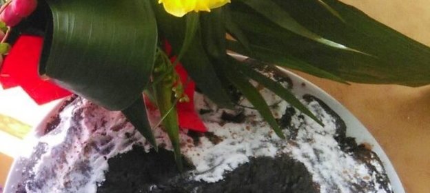 Шоколадный пирог