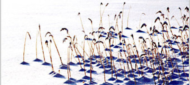 Приправа 2 - ШВЕДСКАЯ КРОШКА