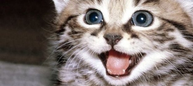 Салат из сыра с томатами и огурцом